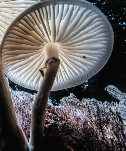 National Geographic The Photographs