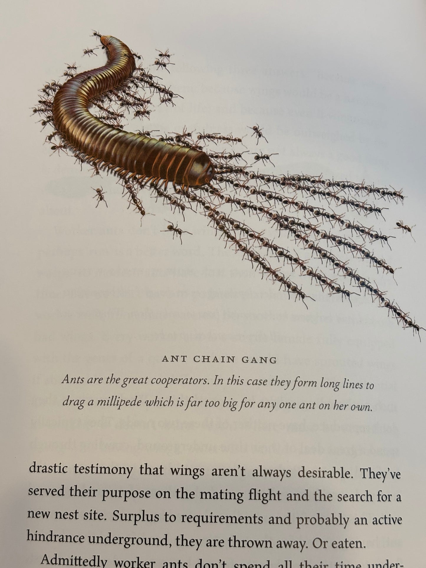 Flights of Fancy: Defying Gravity by Design and Evolution