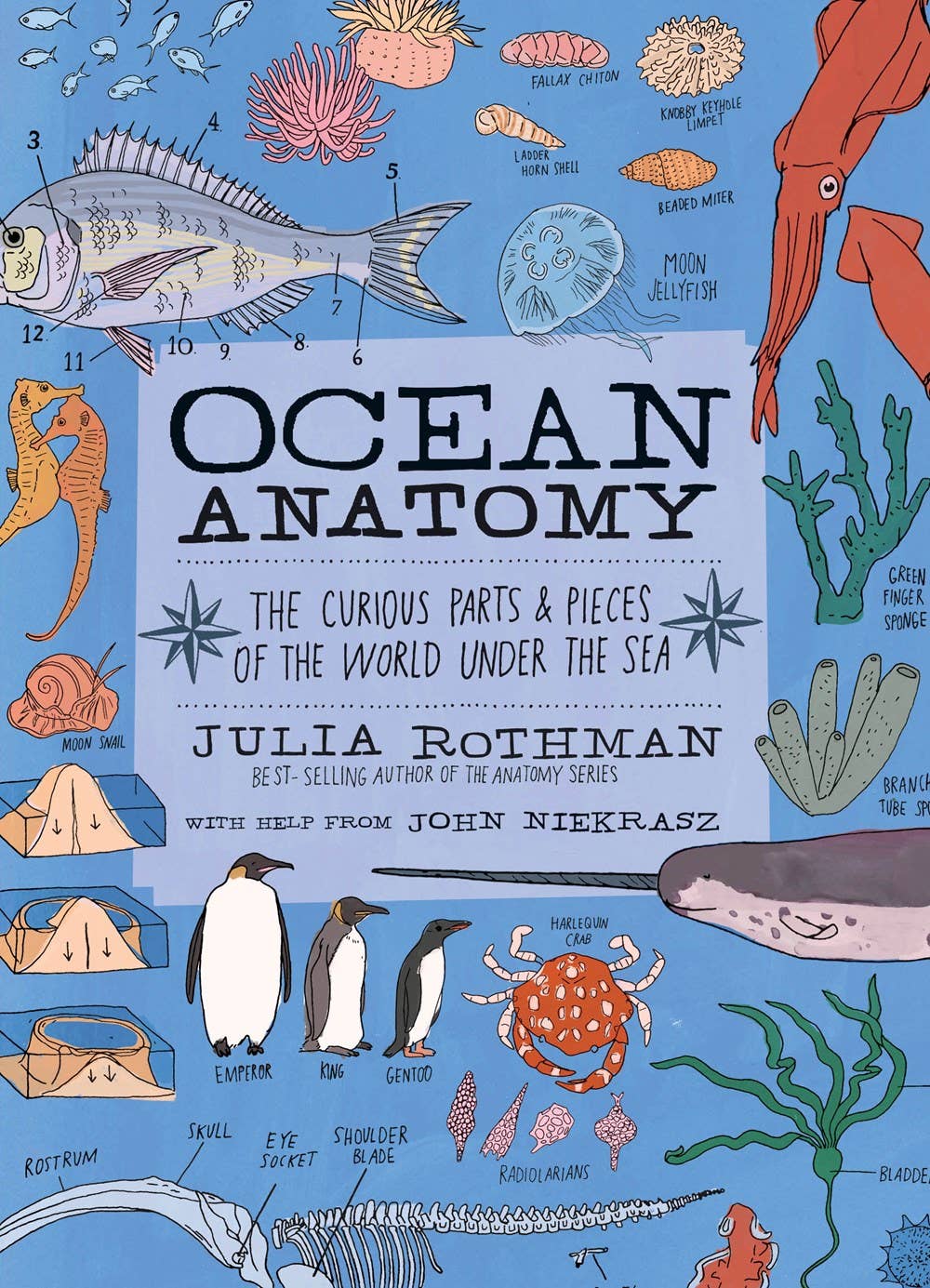 Ocean Anatomy: The Curious Parts & Pieces