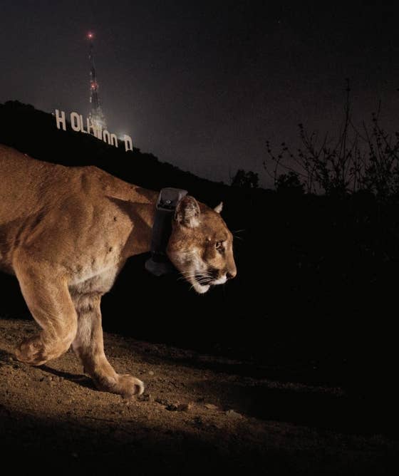 National Geographic The Photographs